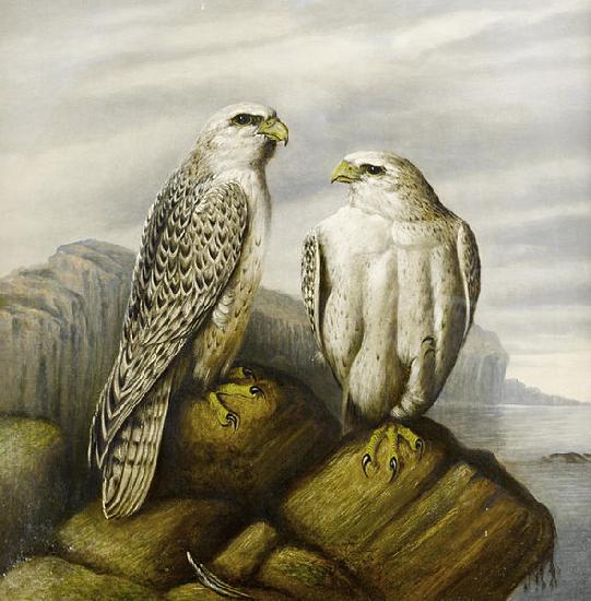 Joseph Wolf Gyr falcons on a rocky ledge Germany oil painting art